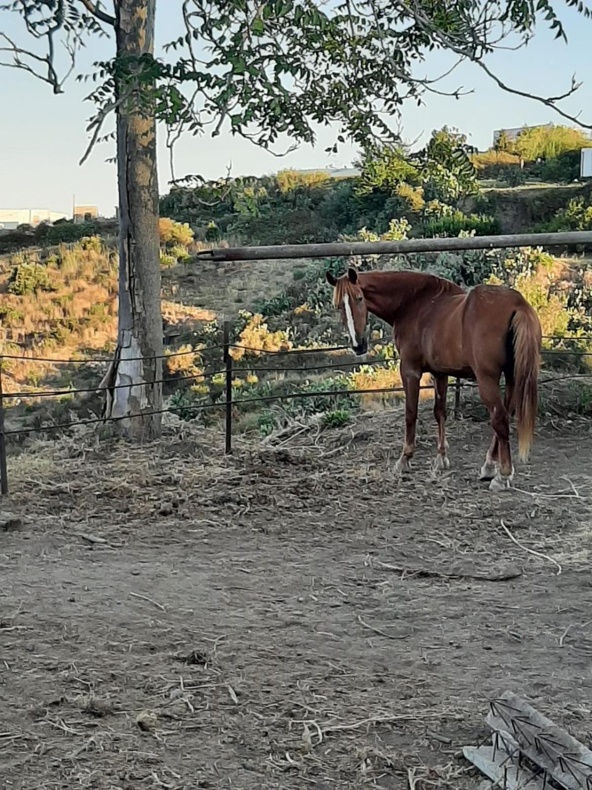 Agriturismo U Zu Peppino 利帕里 外观 照片